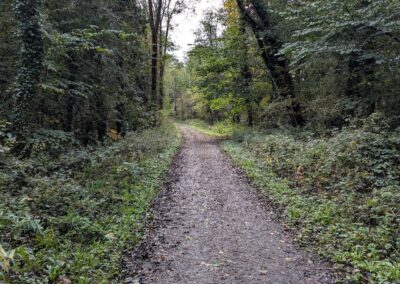 A footpath through trees
