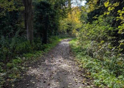A footpath through trees