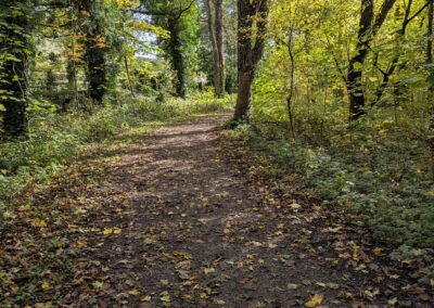 A footpath through trees